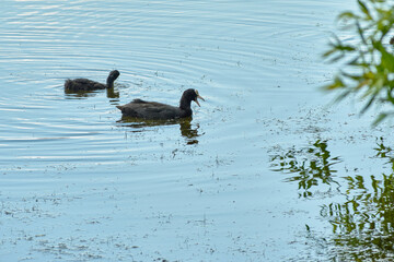 Fulica atra swims on the lake