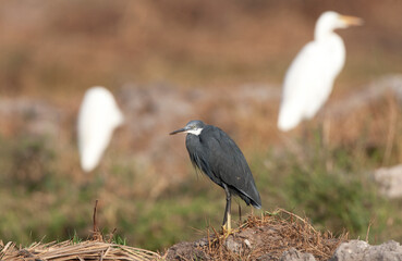 Westelijke Rifreiger, Western Reef heron, Egretta gularis