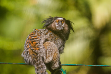Animal marmoset