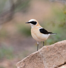 Obraz premium Westelijke Blonde Tapuit, Western Black-eared Wheatear, Oenanthe hispanica