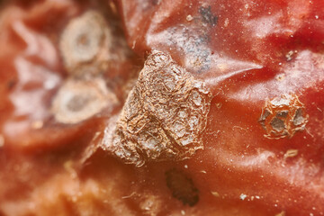 fungus growth on old skin. macro. close-up