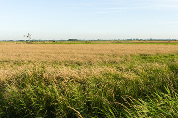 Landscape at Wormer- en Wisperveld