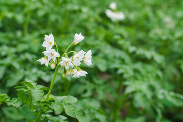 White flowers of potatoes on a farm field close up
