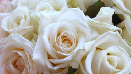 Beautiful light white roses