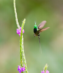 Gekuifde Draadkolibrie, Wire-crested Thorntail, Discosura popelairii