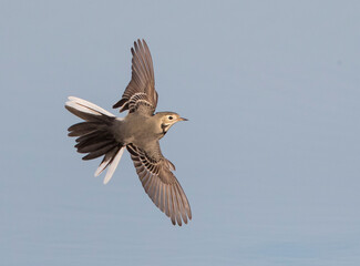 Witte kwikstaart, White Wagtail, Motacilla alba alba