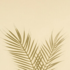 Silhouette and shadow curve of palm tree branches from sunlight and copy space in pastel color.