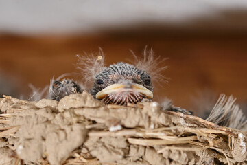 Hungry chicks in the nest of the swallow. Cute swallow birdlings. Baby birds waiting eat. Shallow...