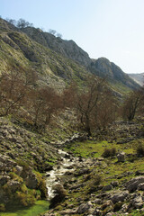 Fototapeta na wymiar Arroyo en la montaña con árboles a punto de brotar en primavera. Parque Nacional Picos de Europa, Asturias (España).