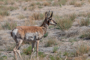 Pronghorn Antelope Buck in the Utah desert in Summer