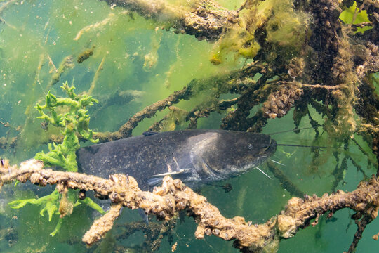 Wels Catfish in a freshwater lake in Germany