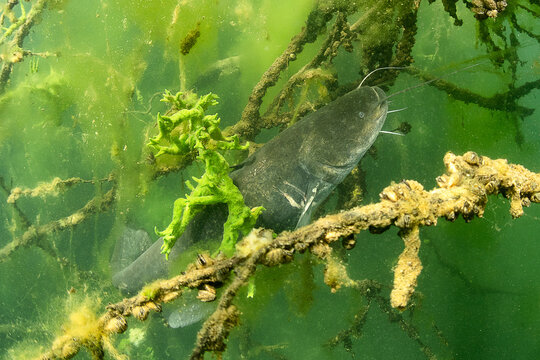 Wels Catfish in a freshwater lake in Germany