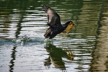 foulque macroule marchant sur l'eau
