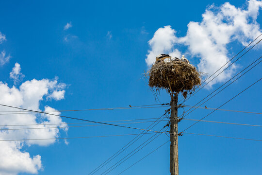 Family of storks on their huge nest on top of concrete electrical pole with several wires. Blue sky with puffy white clouds in the background. Bulgarian village life.