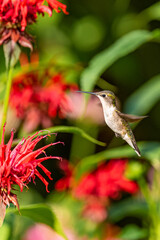 Ruby throated hummingbird flying in garden near blooming bee balm flower