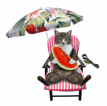 A colored cat on a beach chair is eating a slice of watermelon under an umbrella. White background. Isolated.