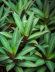 abstract of tropical green leaves with water droplets, wallpaper or backdrop for graphic designing, closeup view of natural background texture