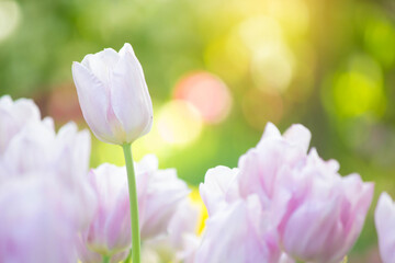 pink tulips in spring garden