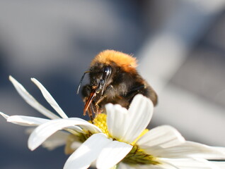 Bumblebee on daisy flower showing its long apidae tongue