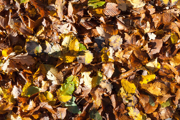 Wet fallen foliage deciduous trees