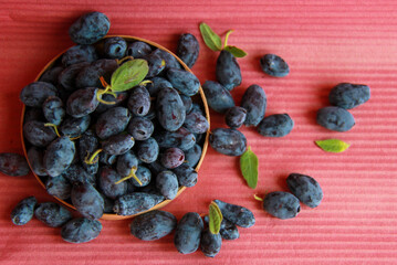 blue honeysuckle berry on pink background
