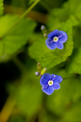 Veronica agrestis flowers in the garden, macro	