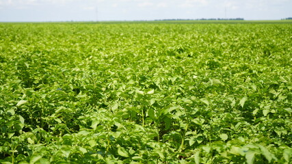 Fototapeta na wymiar Potato field. Green leaves of potatoes on the field.
