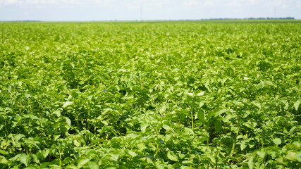 Fototapeta na wymiar Potato field. Green leaves of potatoes on the field.
