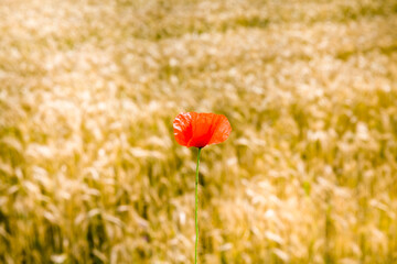 blooming red poppy