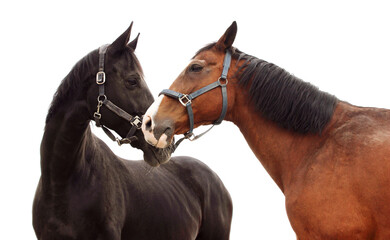 Red and black horses standing and looking at each other. Animals, farm, abstract love concept.