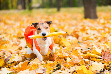 Funny dog with backpack and pencil running to school on fallen autumn leaves