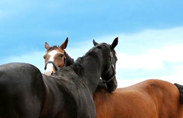 Chestnut and black horses cuddling over blue sky background. Animals, farm, abstract love concept.
