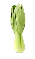 Bok choy vegetable (chinese cabbage) isolated on white background