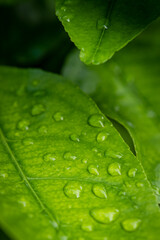 Regentropfen - Wassertropfen auf grünem Blatt mit unscharfem Hintergrund