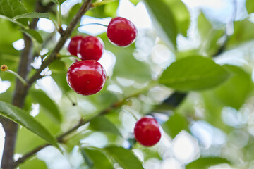 Beautiful, appetizing cherry berries on tree branches. Growing ecologically clean berries. Gardening.