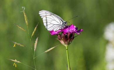 butterfly sits on a wild carnation flower