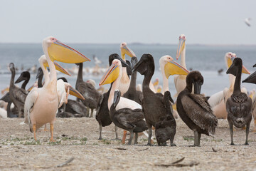 Pink pelicans with chicks on the shore of Lake Manich-Gudilo in Kalmykia, Russia