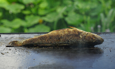sea ​​bass. sea ​​perch on the stove. green background.