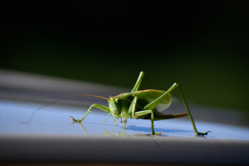 Green grasshopper close up.
Grasshopper tetigonia green. Back dark background. 