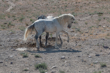 Wild Horses in the Utah Desert