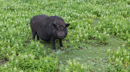 a pot-bellied pig in green grass at a farm