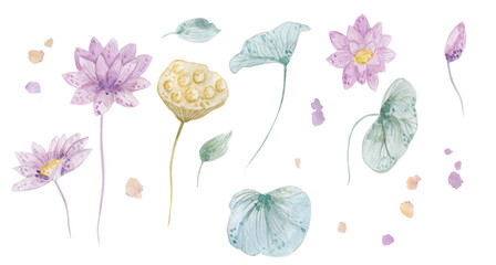 Water lily, lotus. Watercolor illustration.