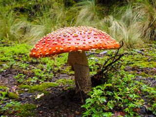 Amanita muscaria un hongo muy hermoso que se puede encontrar en los bosques de pino de montaña