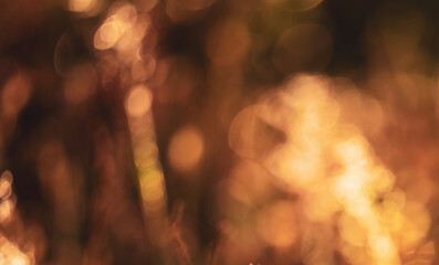 Blurred bokeh background from the forest