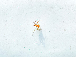 spider on a white background