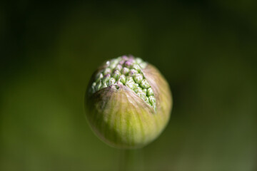 allium flower bud on a blurred green background