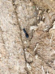 Black ant on the ground