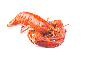 A freshly cooked Boston lobster