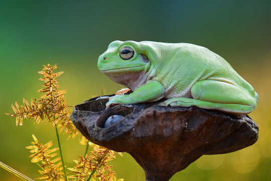 Dumpy frog on a flower
