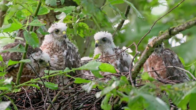 Eurasian sparrowhawk (Accipiter nisus) fledglings in nest, Heinsberg, North Rhine-Westphalia, Germany